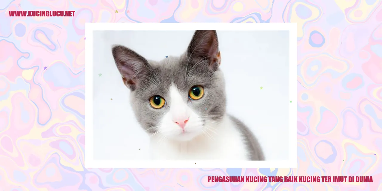 Gambar Kucing Imut