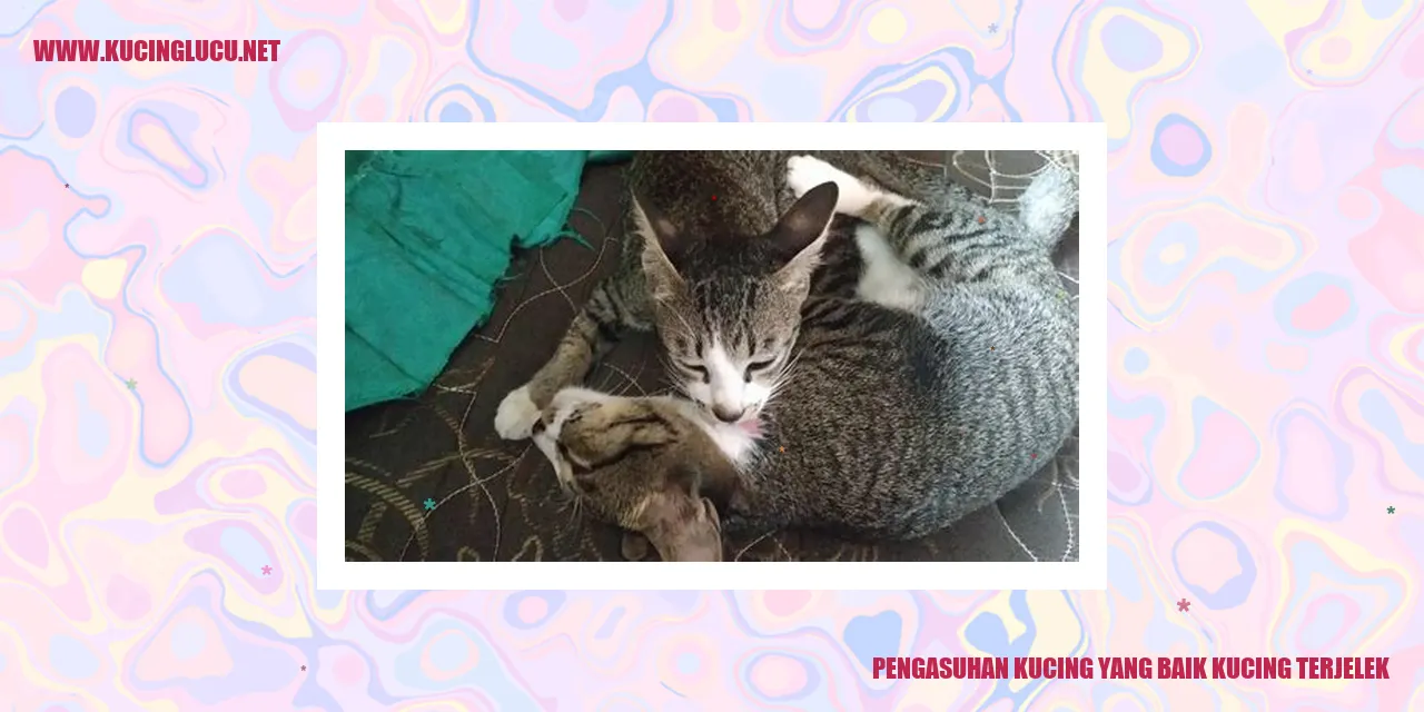 Kucing lucu