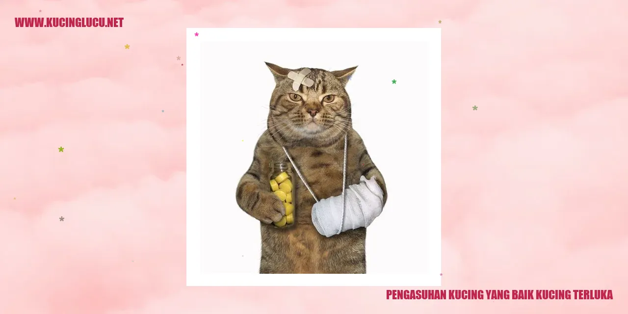 gambar kucing terluka