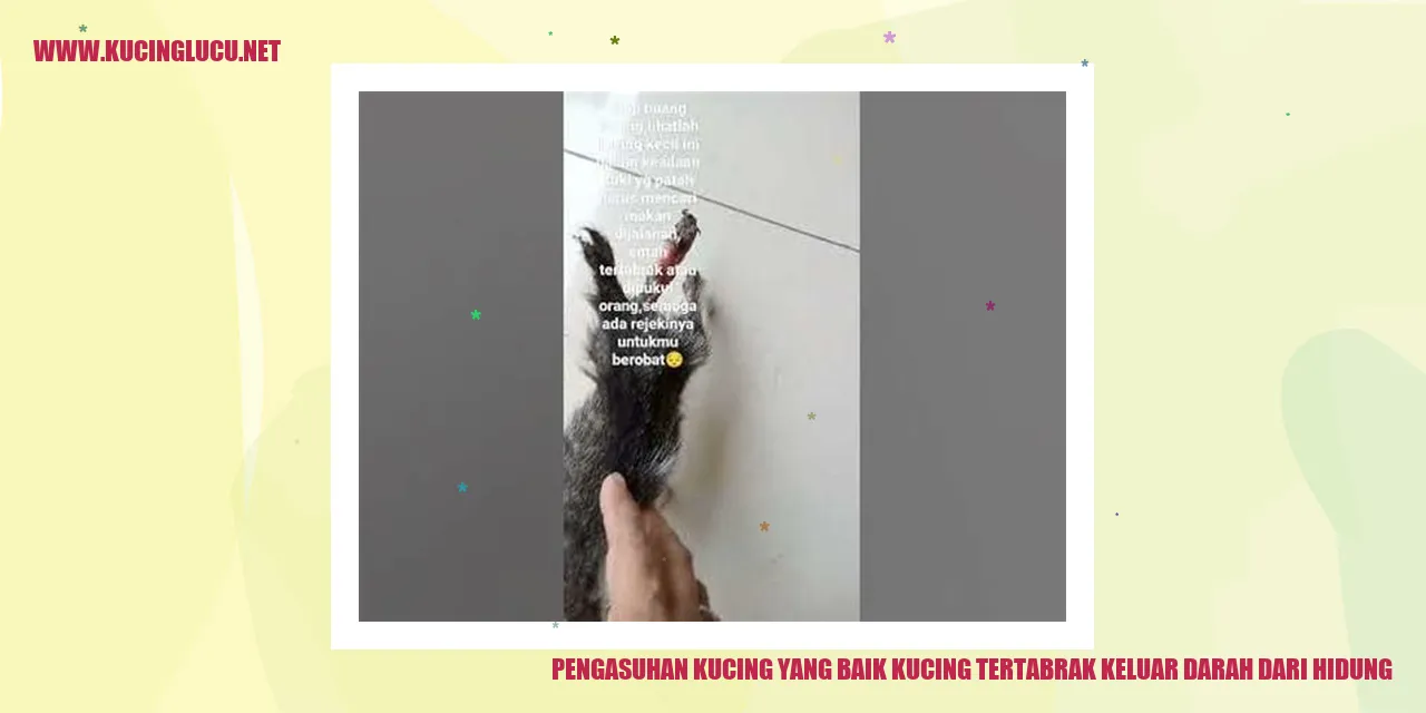 Kucing yang terluka