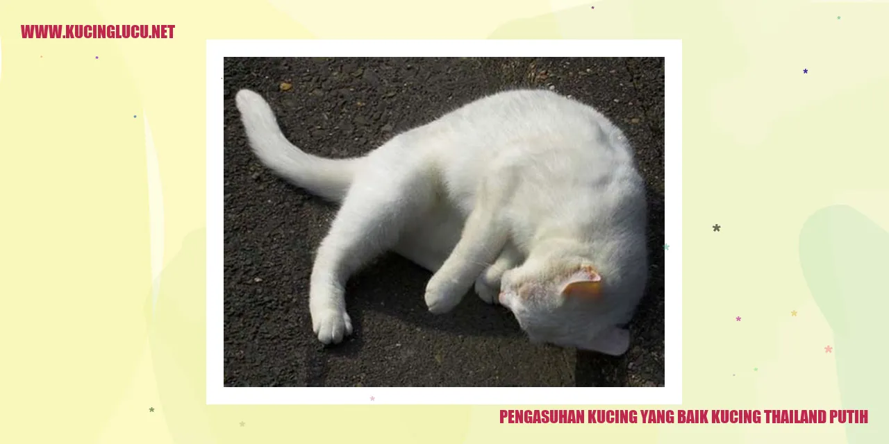 Gambar Kucing Thailand Putih