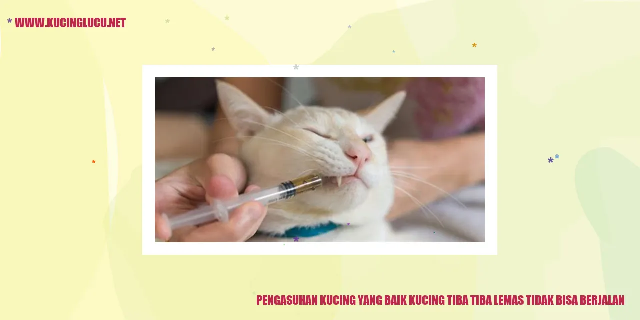 Kucing yang perlu diperhatikan dan dirawat dengan baik