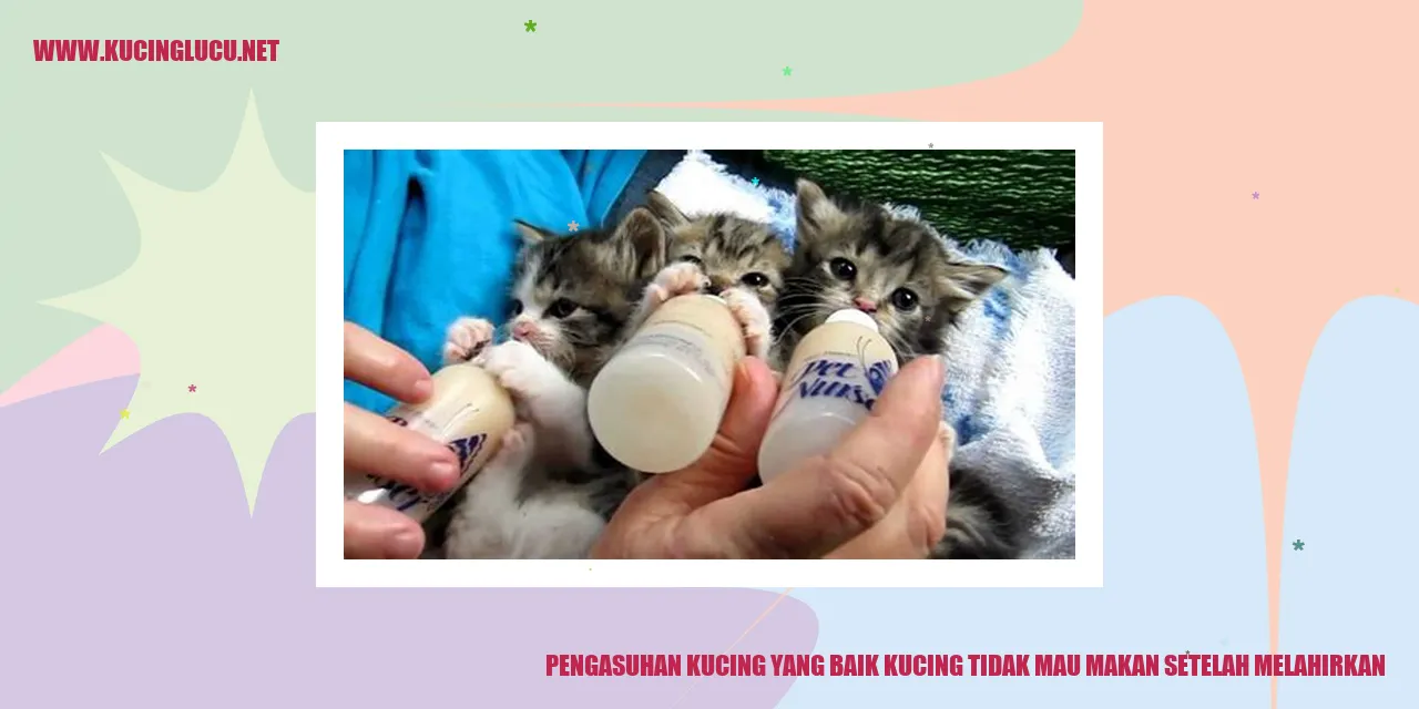 Kucing menolak makan setelah melahirkan