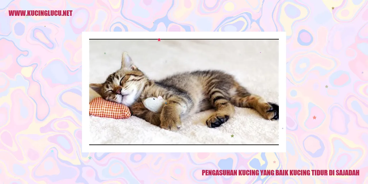 Kucing tidur di sajadah