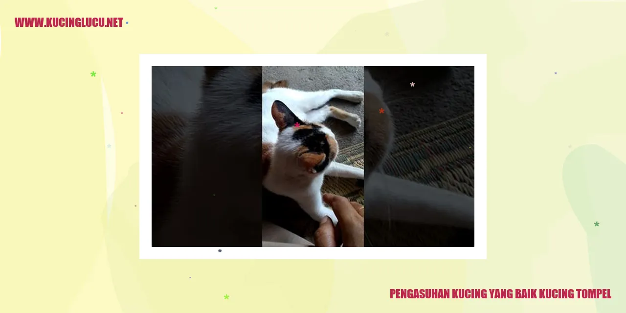 Kucing Tompel yang Menggemaskan
