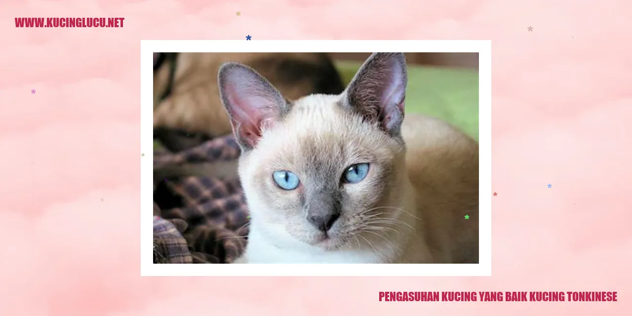Kucing Tonkinese