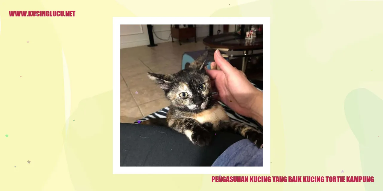 Kucing Tortie Kampung