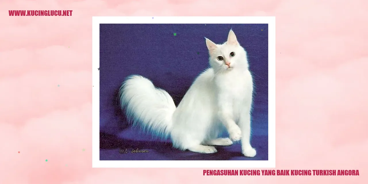Kucing Turkish Angora