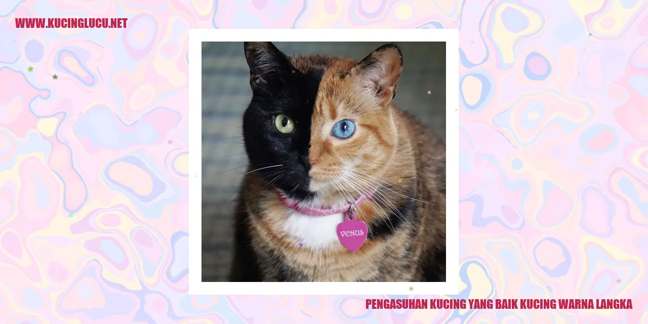 Kucing Warna Langka