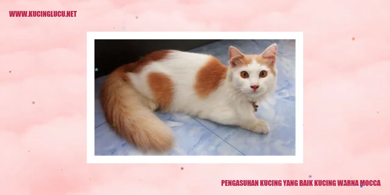 Kucing warna Mocca
