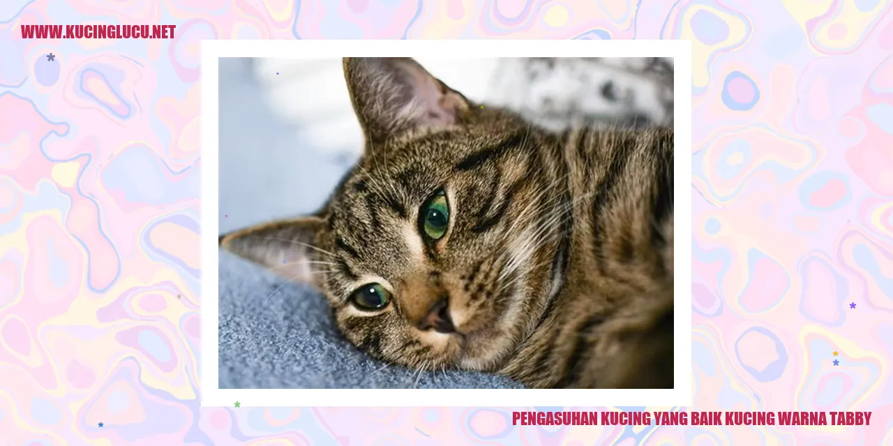 Kucing warna tabby yang cantik