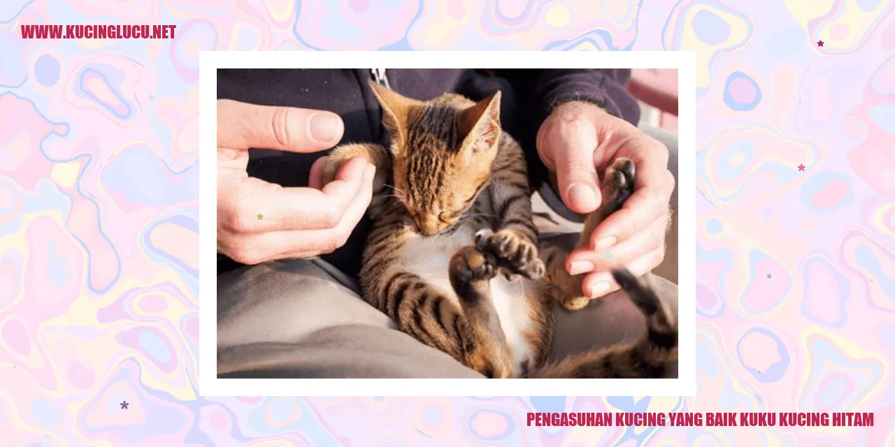 Gambar kucing hitam bermain dengan bola tali