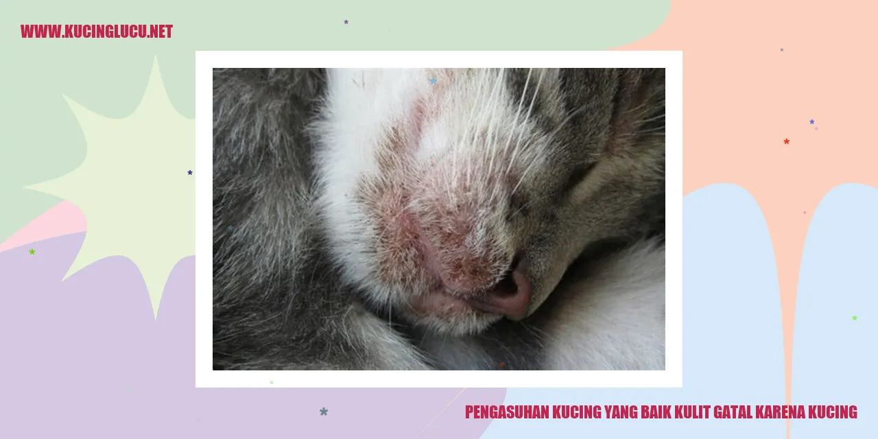 Gambar kucing di antara rumput