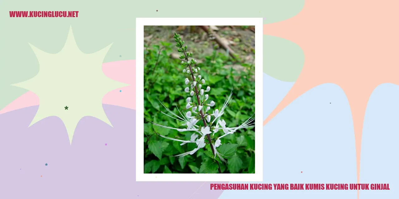 Gambar Kucing yang Sehat
