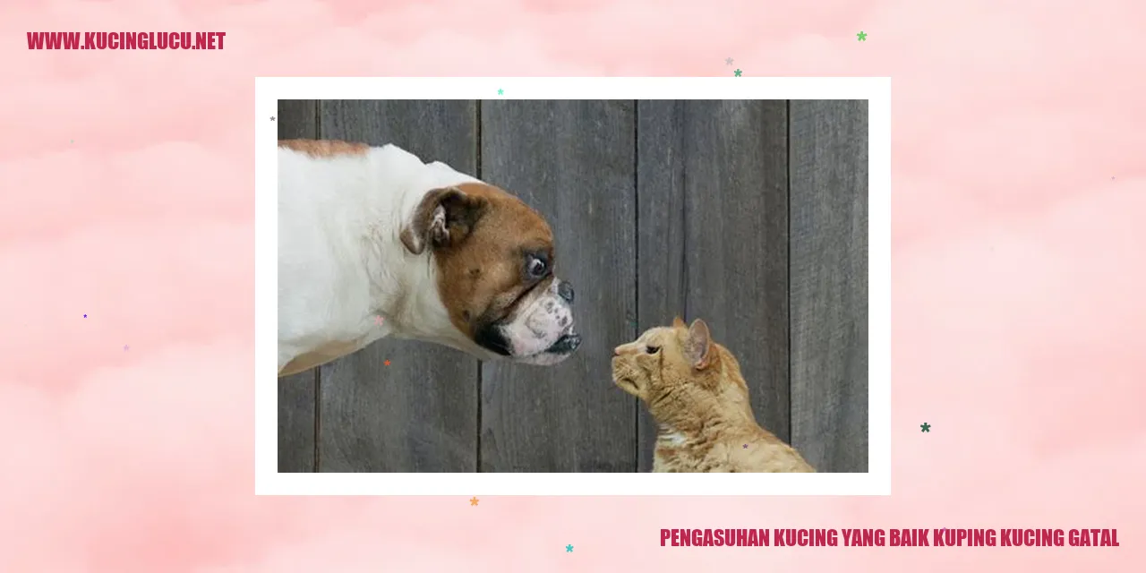 Kucing dengan masalah gatal pada kupingnya
