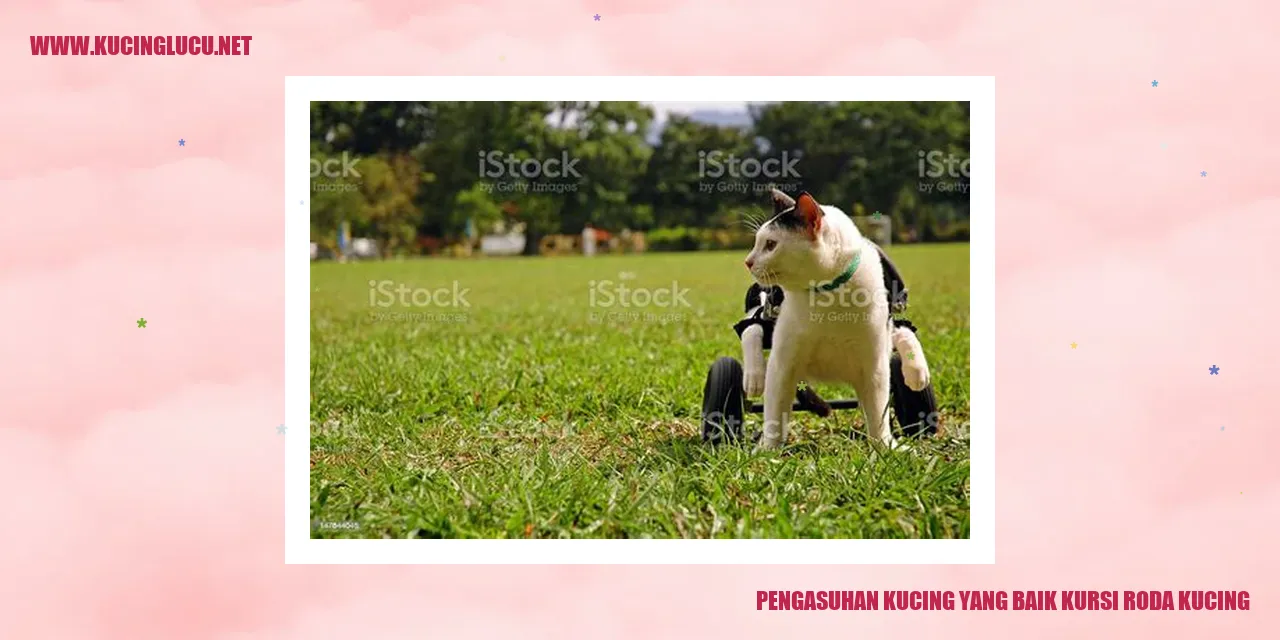 Kucing menggunakan kursi roda