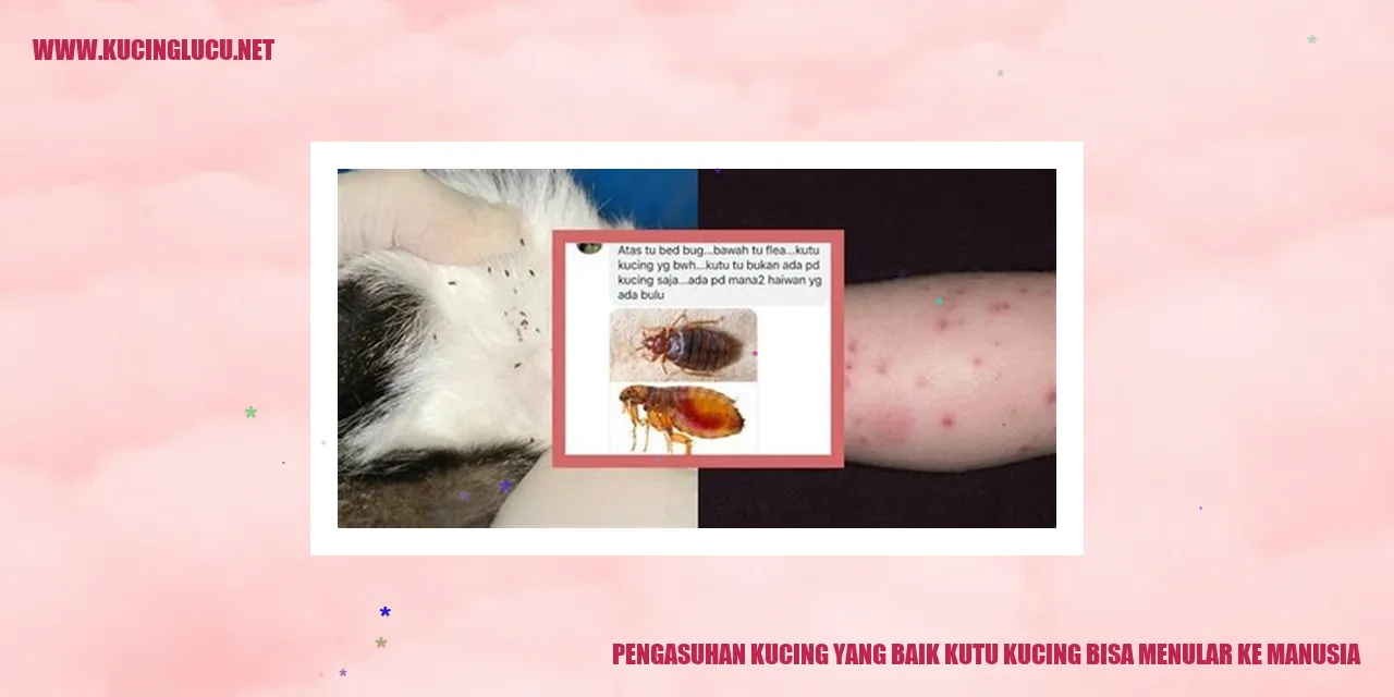 Kucing yang Terinfeksi Kutu