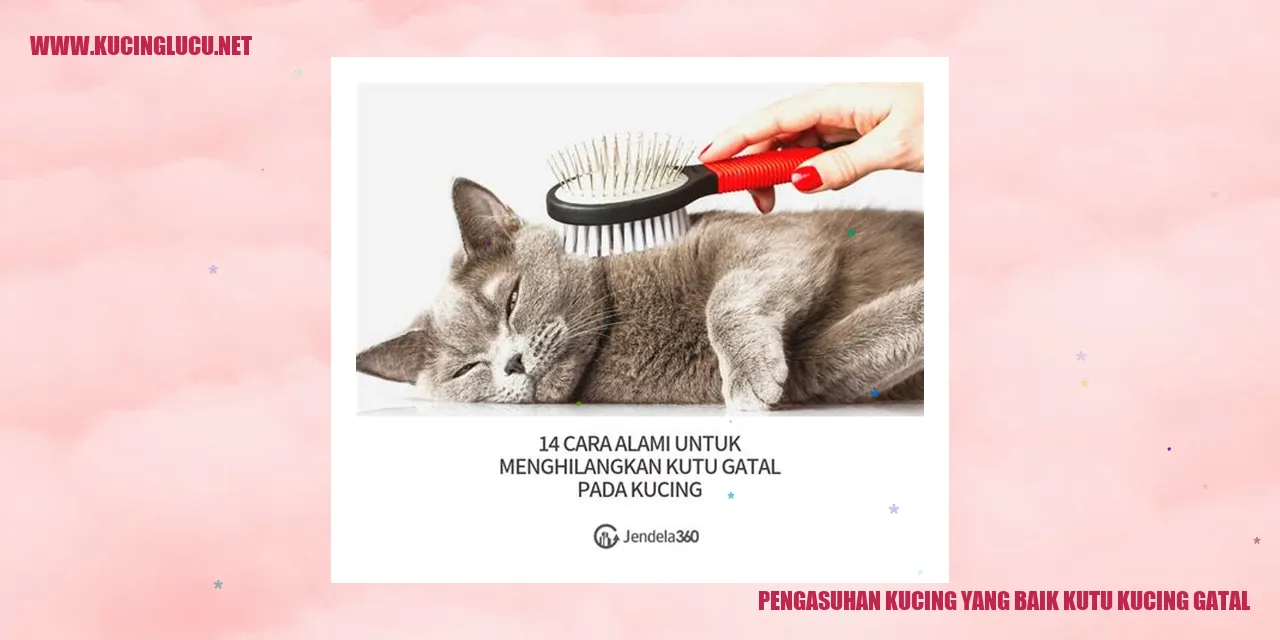 Kucing gatal