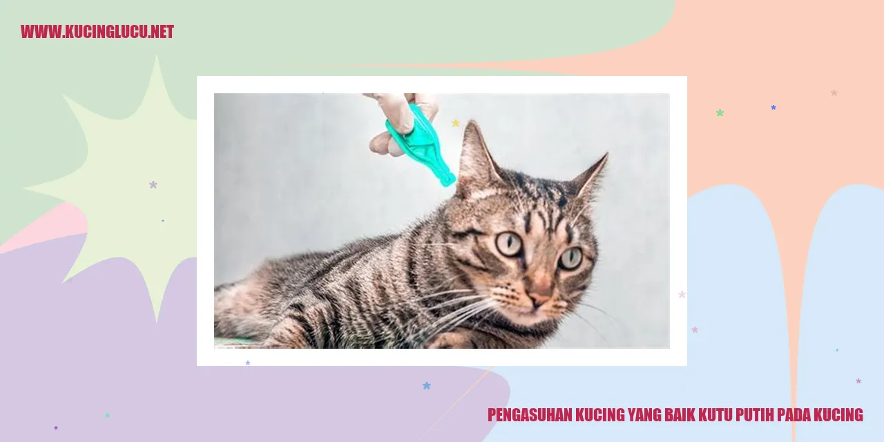 Gambar kucing yang sehat