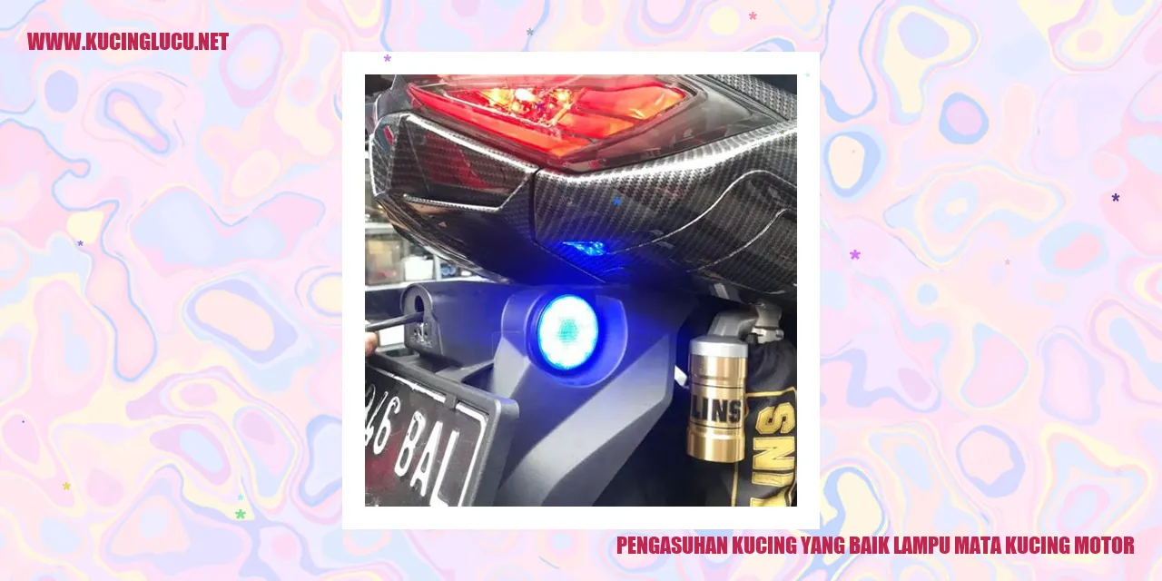 Gambar kucing lucu