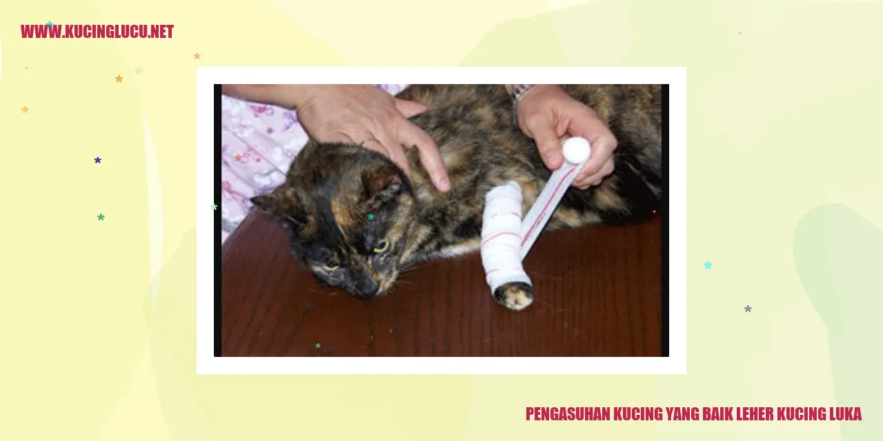 Gambar Kucing dengan Luka di Leher