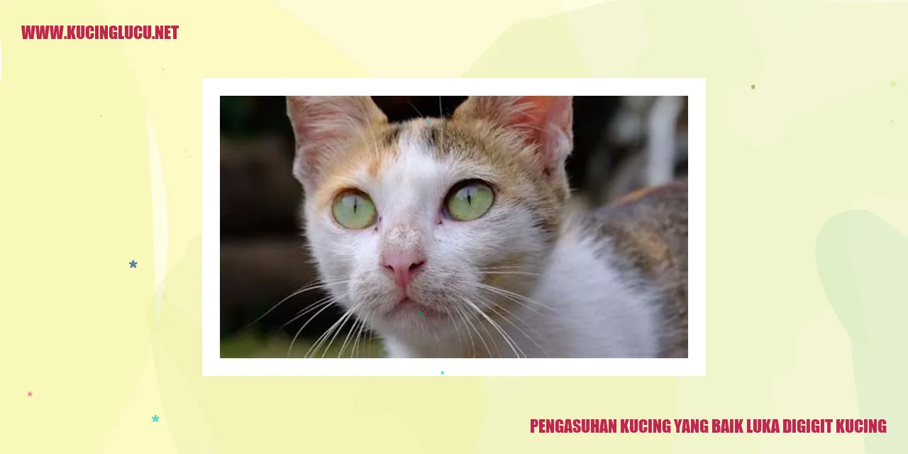 gambar kucing