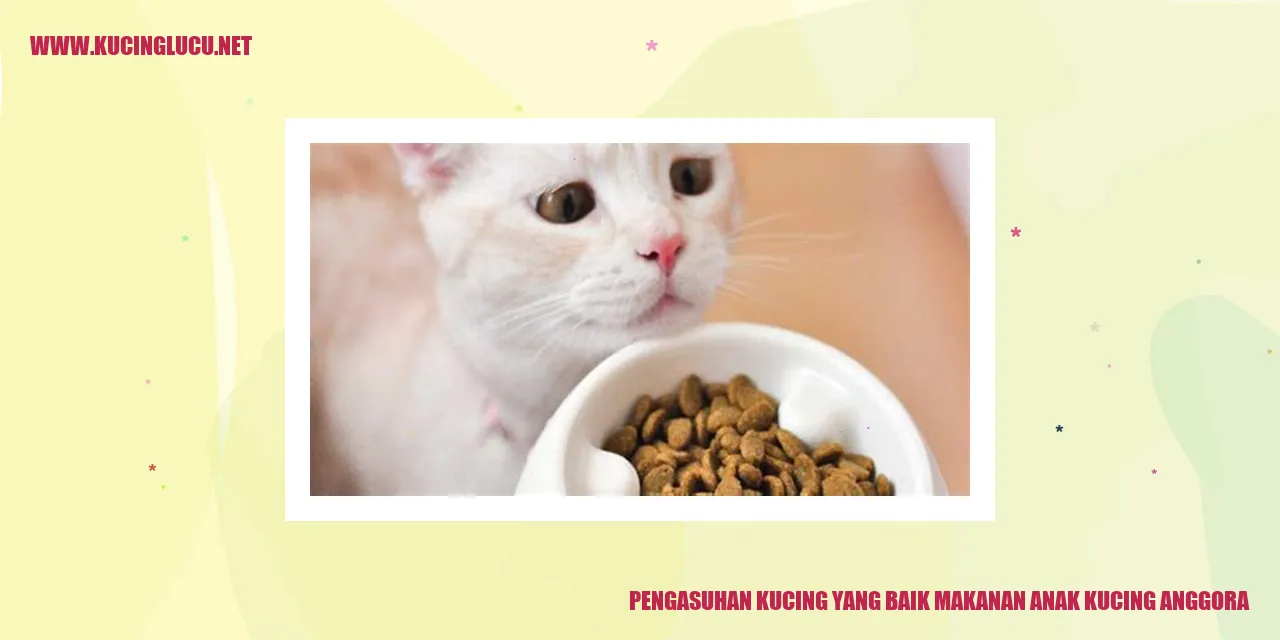 Gambar anak kucing anggora