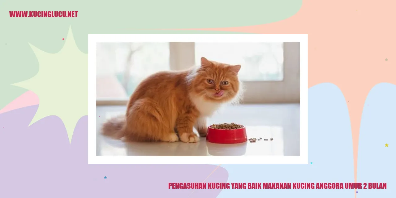 Gambar Kucing Anggora