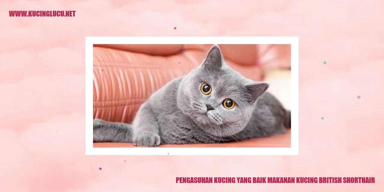 Gambar Kucing British Shorthair