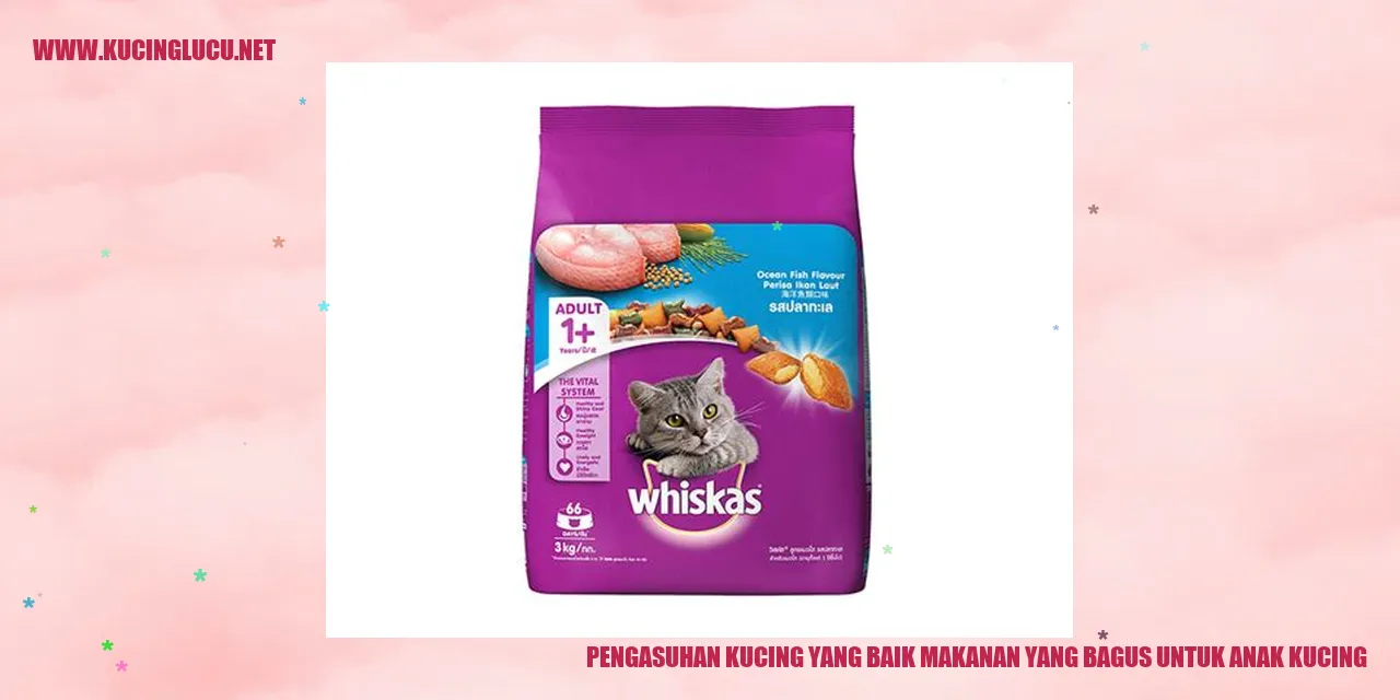 Gizi Makanan Anak Kucing