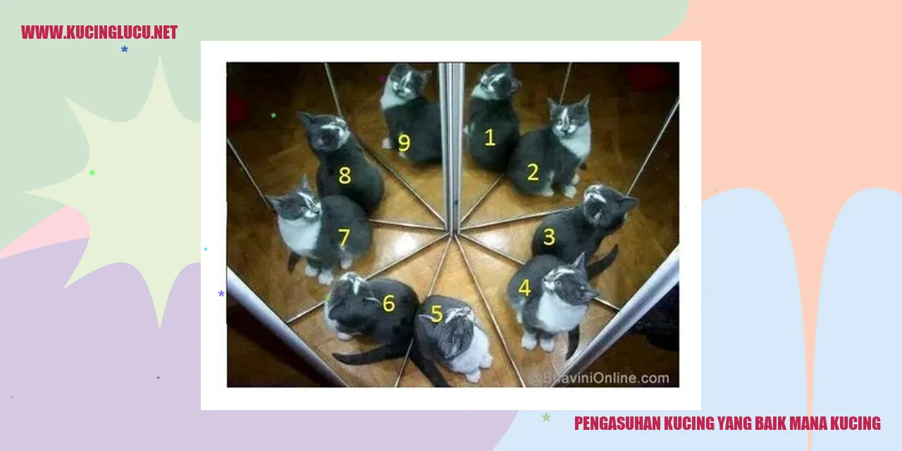 Pentingnya Pengasuhan Kucing yang Baik