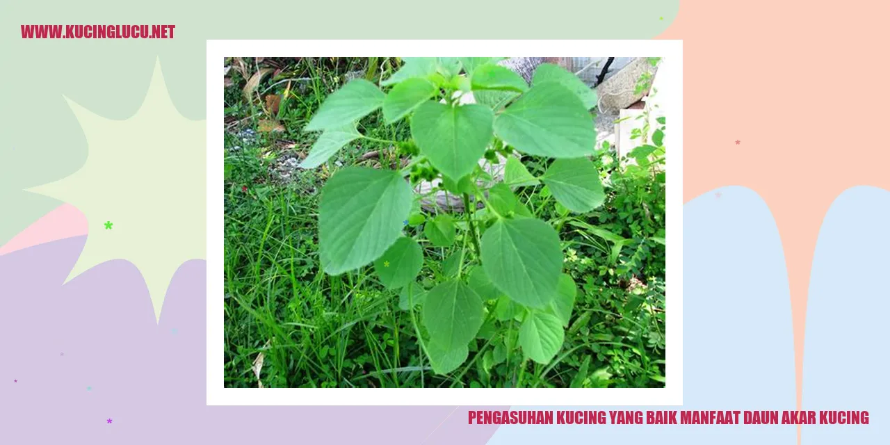 Gambar Daun Akar Kucing