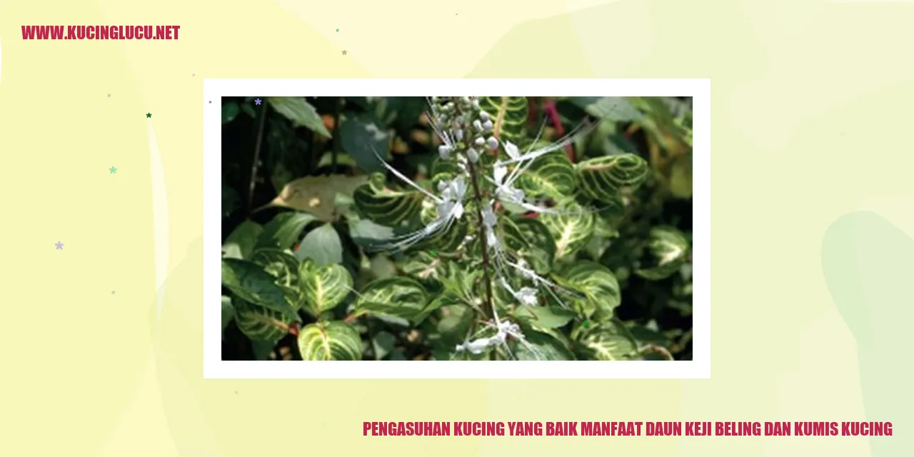 Pengasuhan Kucing yang Baik