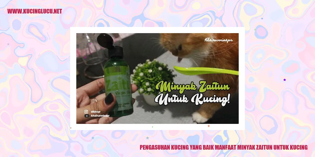 Gambar Manfaat Minyak Zaitun untuk Kucing