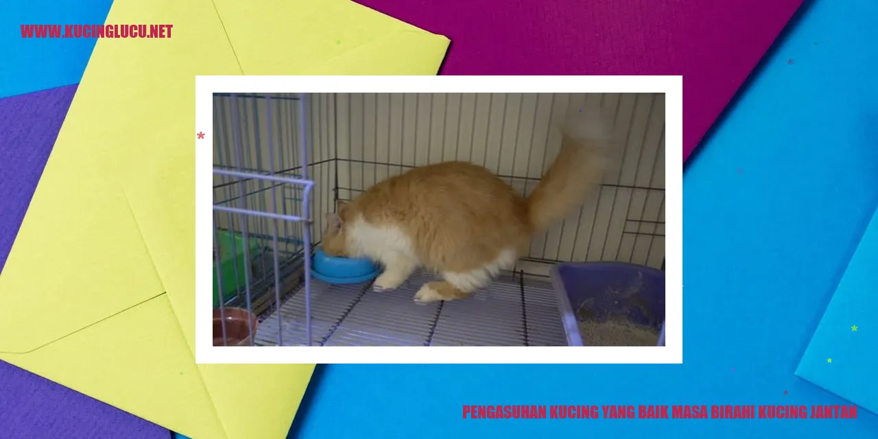 Pengasuhan Kucing yang Baik masa birahi kucing jantan