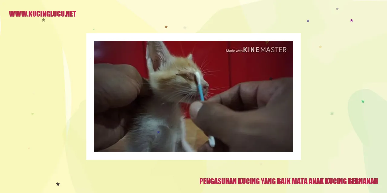 Gambars Persihatanan Mata Kucing