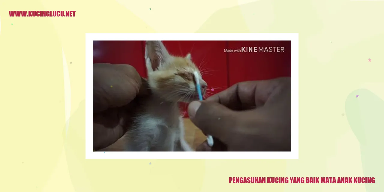 Gambar kucing yang sehat