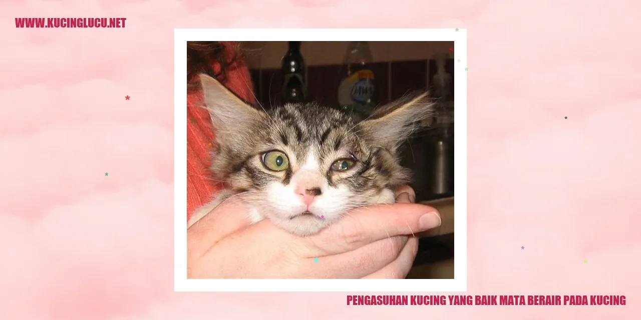 gambar kucing dengan mata berair