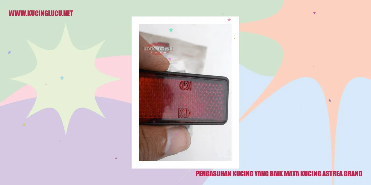 gambar kucing yang sehat dan lucu