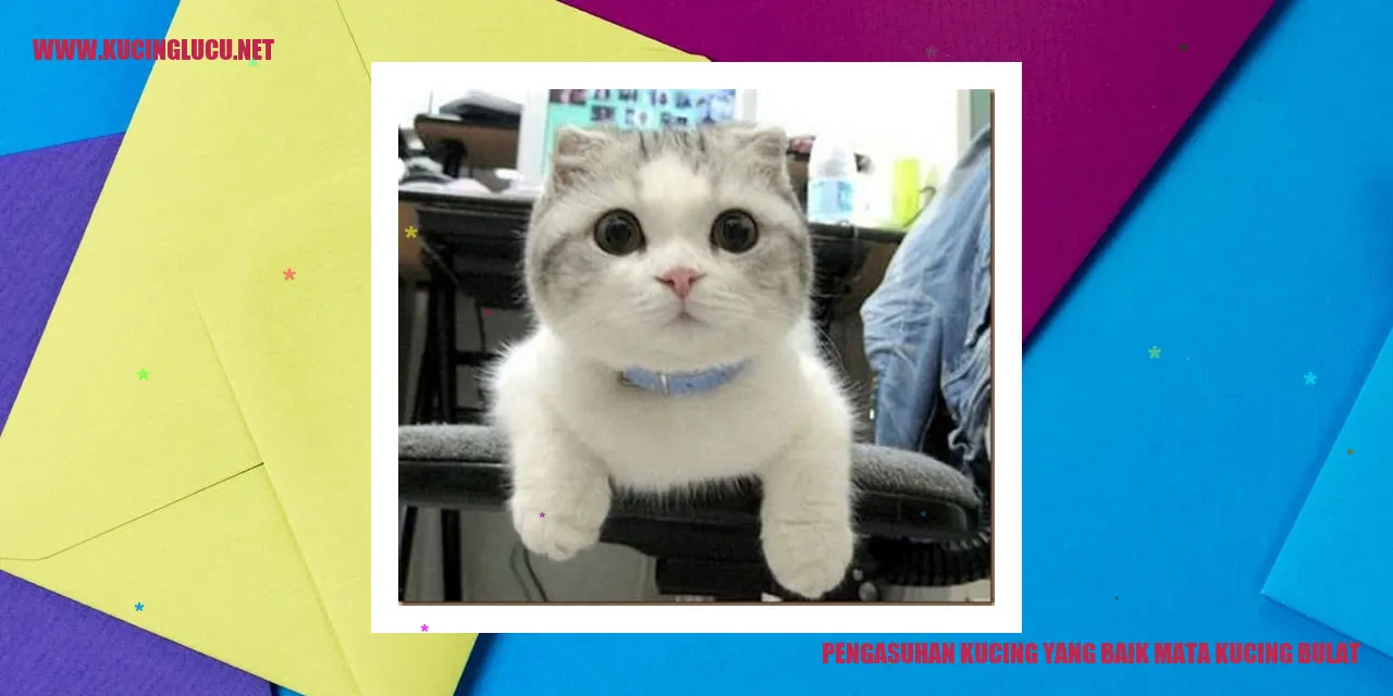 Pengasuhan Kucing yang Baik mata kucing bulat