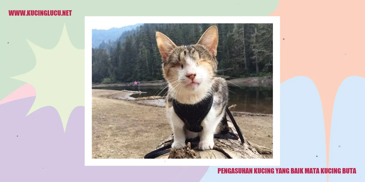 Pengasuhan Kucing yang Baik Mata Kucing Buta