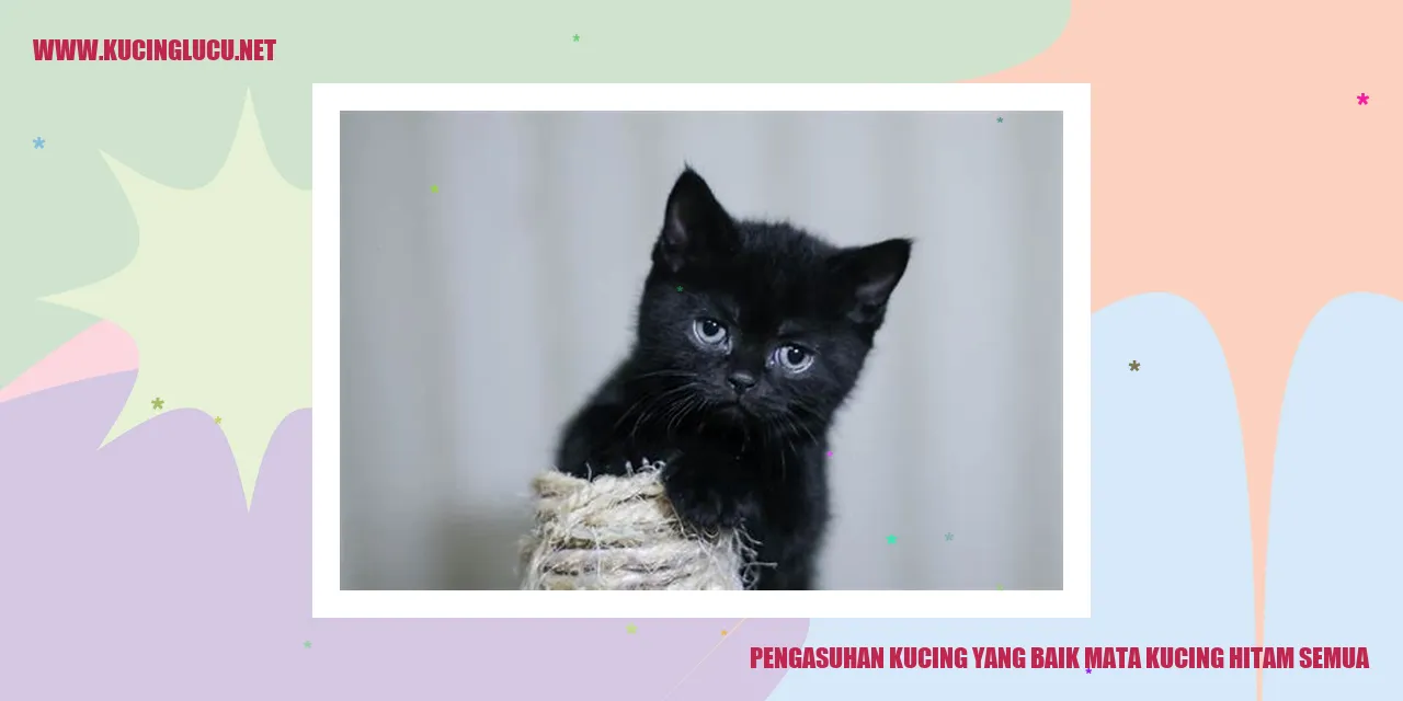 Menjaga Kesehatan Kucing Hitam