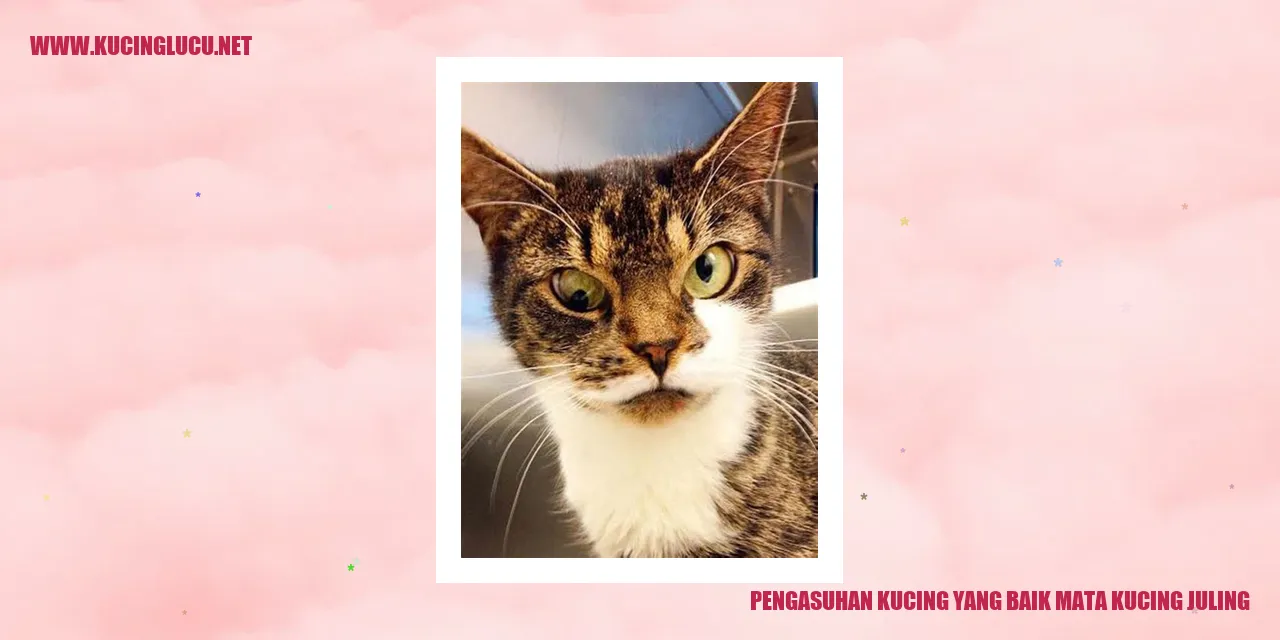 Gambar Kucing dengan Mata Serong