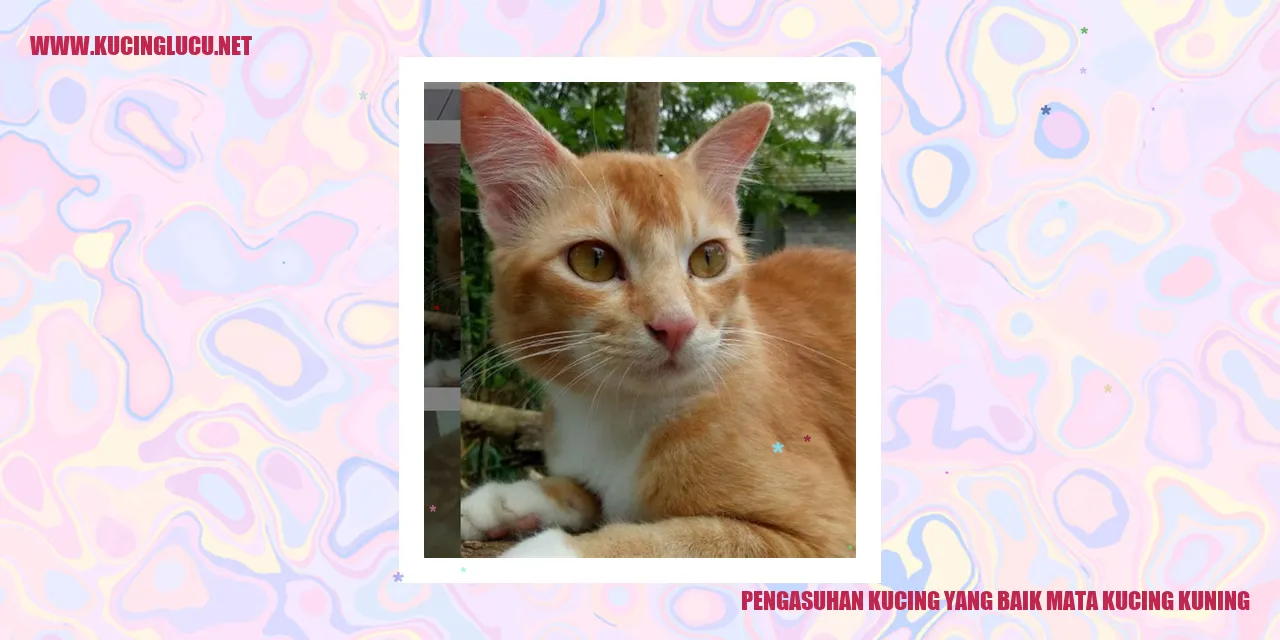 Gambar kucing kuning
