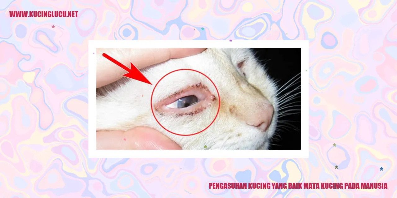 gambar kucing yang menawan
