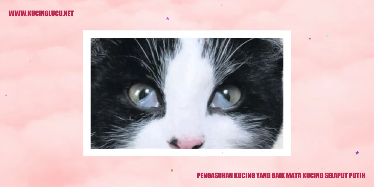 gambar kucing dengan mata selaput putih