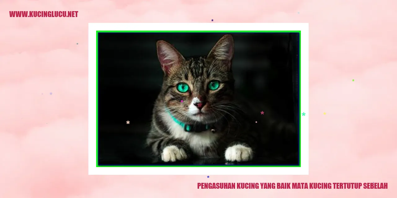 Kucing Lucu