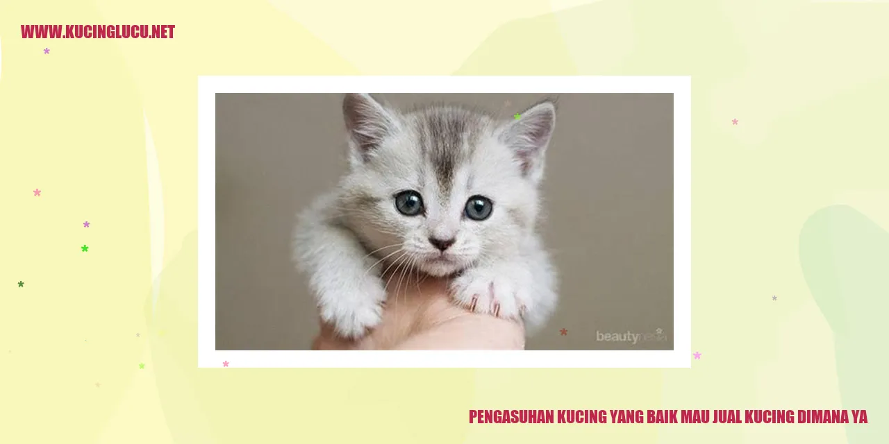 Kucing lucu