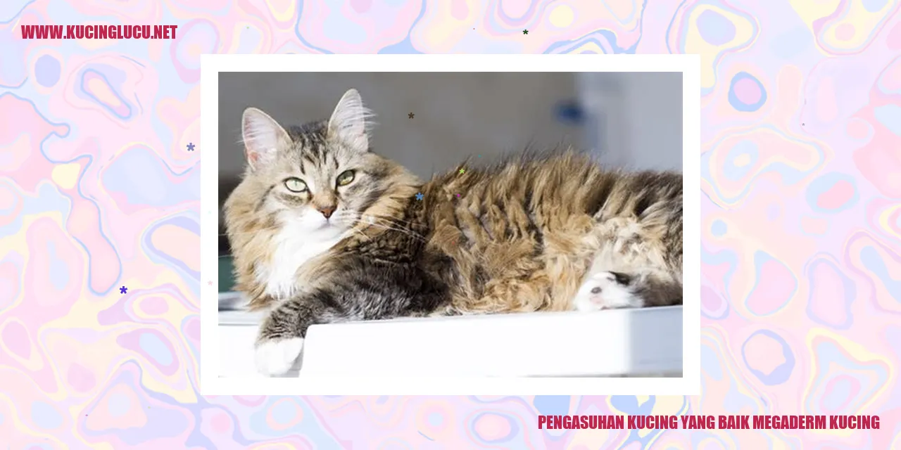 Kucing yang Terawat dan Ceria