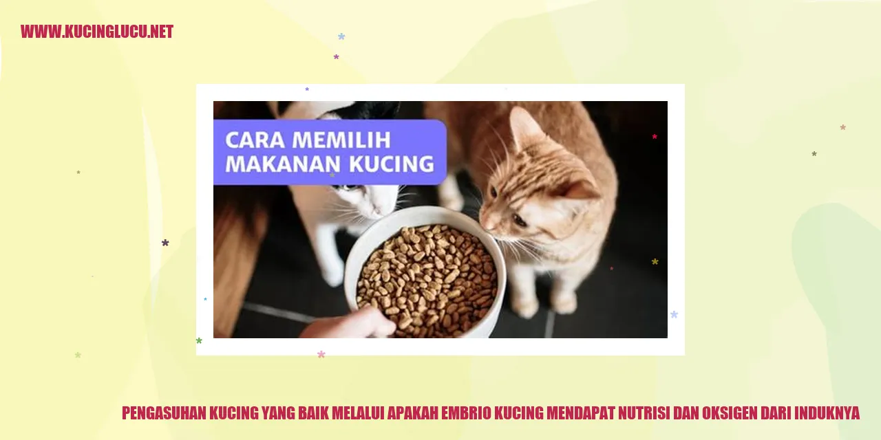 Pengasuhan Kucing yang Baik